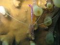 periclimenes pedersoni 3
